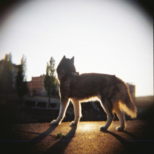 Lomography Color Negative 100/120