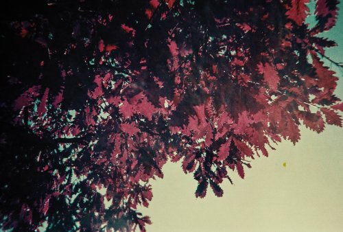 Lomography Simple Use Purple фотоплівка ISO 400 