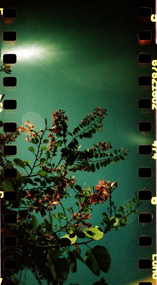 Sprocket Rocket Lomography XPro 200 ISO