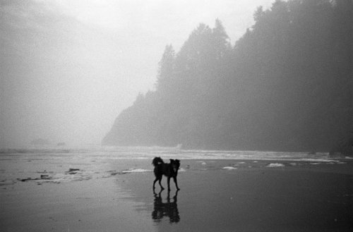 Yashica Microtec zoom 90 - ilford hp5 plus 