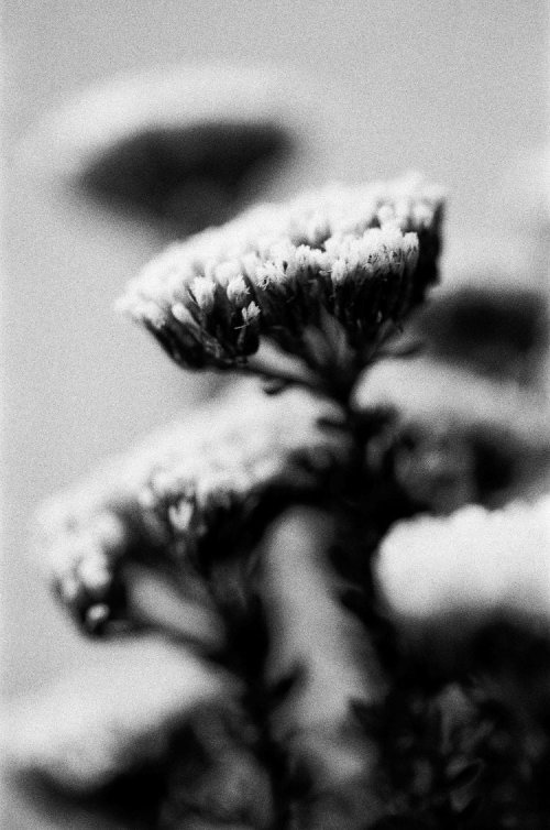 Flic Film UltraPan 18 фотоплівка 35мм 18 кадрів