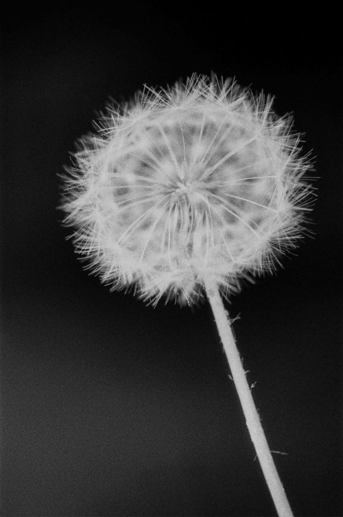 Flic Film UltraPan 18 чорно-біла плівка 35mm