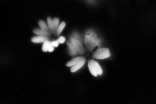 Lucky shd400 Canon EOS 50E