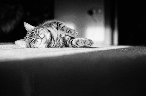 китайська плівка Lucky shd400 Kiev 4M 