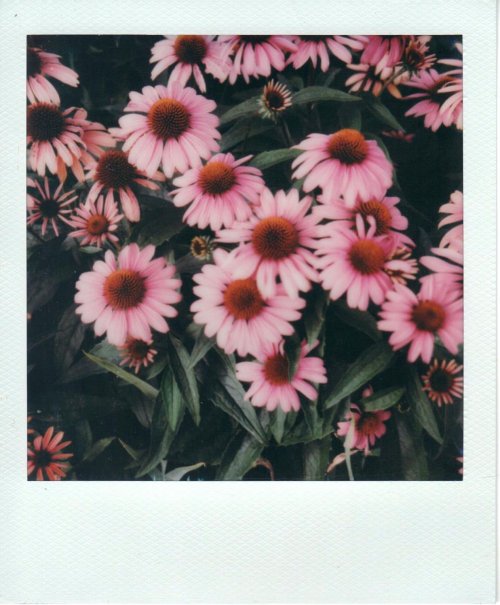 Polaroid 600 плівка для полароїд