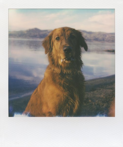 Polaroid 600 плівка для поларід