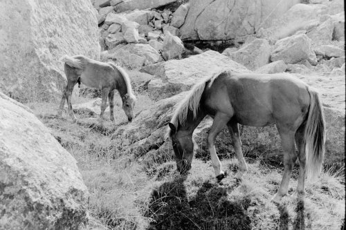Lomography Monochrome Duet плівка для фотоапарата 35 мм 