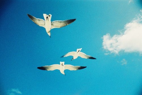 Камера La Sardina Коперника