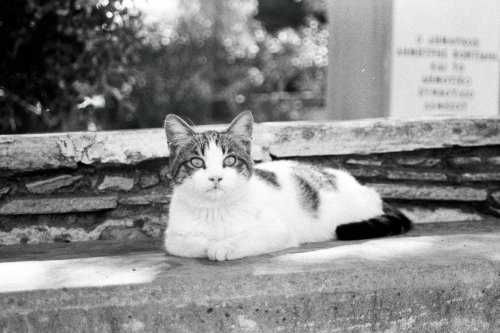 AgfaPhoto Agfapan APX 100 Minolta Dynax 505 si