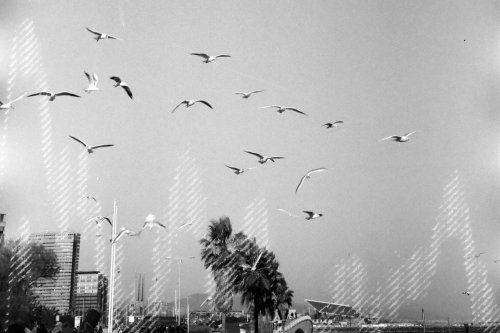 Dubblefilm Glitch 200 B&W чорно-біла фотоплівка 35мм