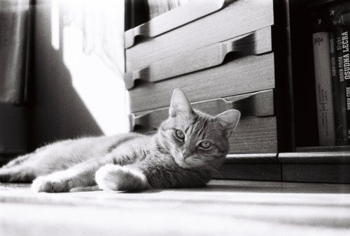Lomography Earl Grey ISO 100 Lomo Smena 8M