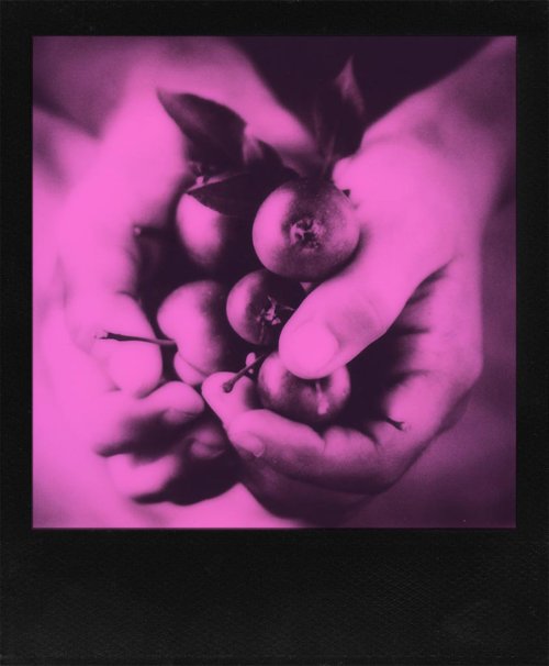Duochrome черно-розовая пленка 600