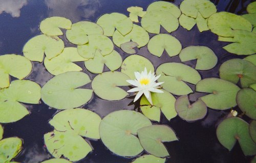 Harman Kodak Color Plus 200