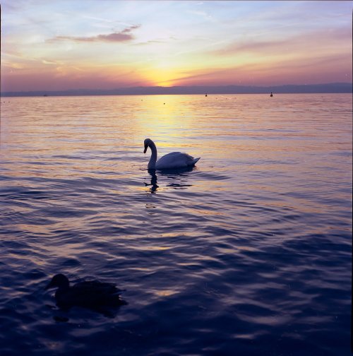 Hasselblad CF Planar f-2.8 80 mm