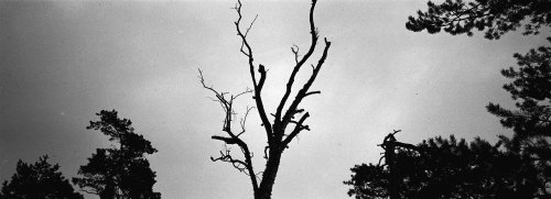 Ilford Delta 400 Professional
