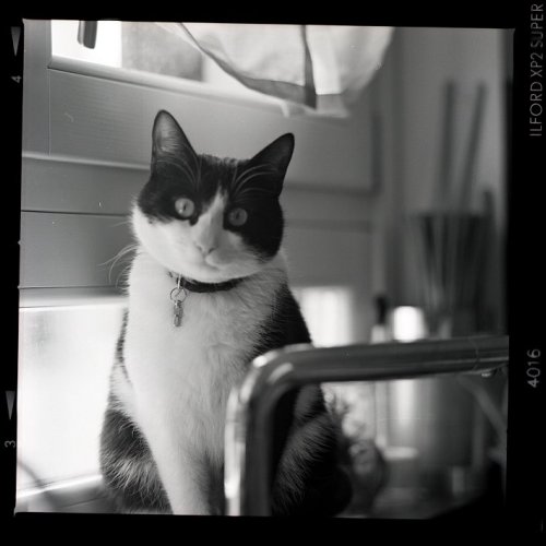 Hasselblad 500 C/M