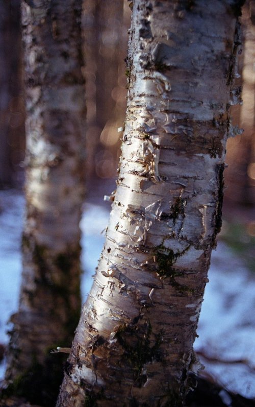 Пленка Kodak Gold iso 200, 35mm, 36 кадров