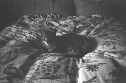 Kodak 400TX одноразова камера на 27 кадрів з плівкою Tri-X 400
