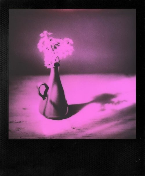 Duochrome черно-розовая пленка 600