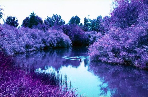 Lomography Simple Use плівкова камера Purple Challenger Edition