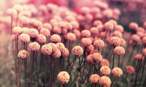 Lomography Simple Use плівкова камера Purple Challenger Edition