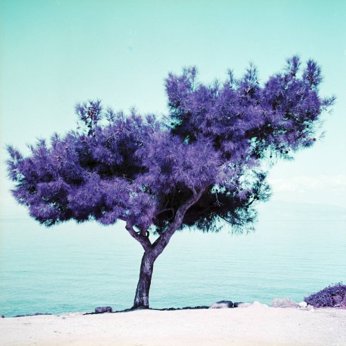 Lomography Simple Use плівкова камера Purple Challenger Edition