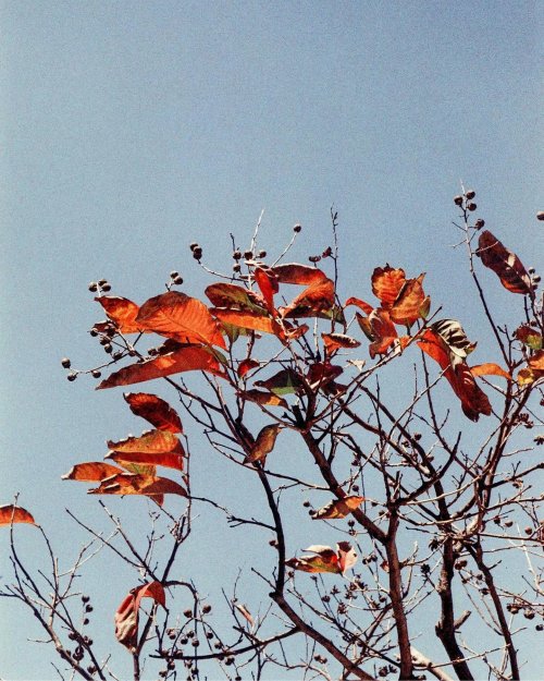 Lomo LomoChrome Color ’92 Sun-kissed 