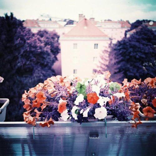 Lomography LomoChrome Purple Petillant Edition ISO 100-400 120мм