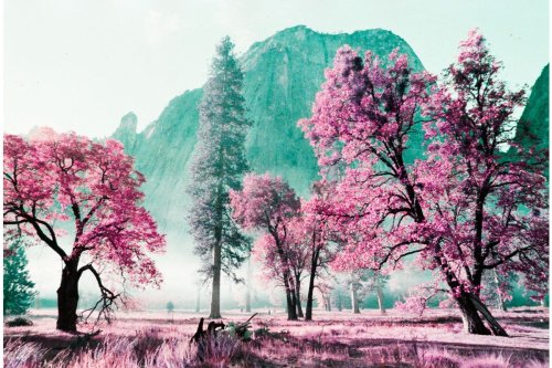 Lomography LomoChrome Purple XR ISO 100-400 Petillant Edition фотоплівка