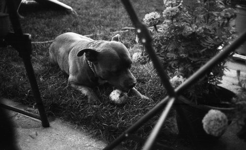 Lomography Чорно-біла плівка ISO 13 35mm Babylon Kino Film