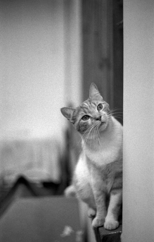 ilford hp5
