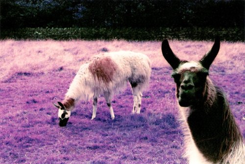LomoChrome Purple Film 100-400 35mm