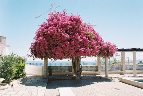 Nikon EL2 Portra 400