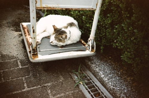 Lomo LC-A