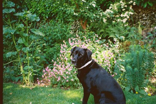 Pentax Zoom 105 Super Kodak Colourplus 400