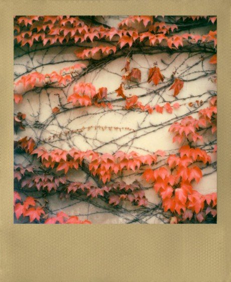 Кассета Polaroid 600 Color золотая рамка