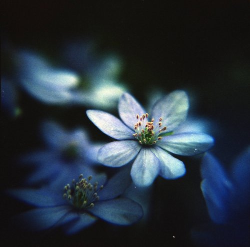 Holga 120 N Fuji Fujichrome MS 100-1000