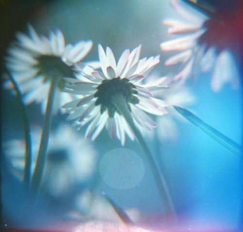 Holga 120 N Kodak Ektar 120