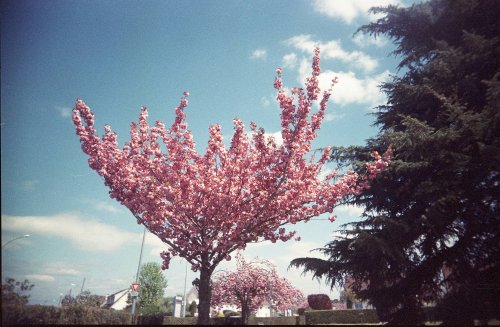 Kodak Ultra 400 expired
