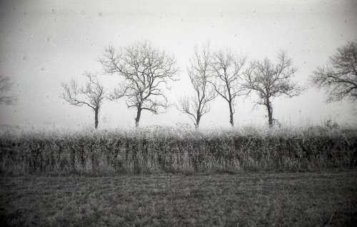 Lomography Lady Grey B&W 400 
