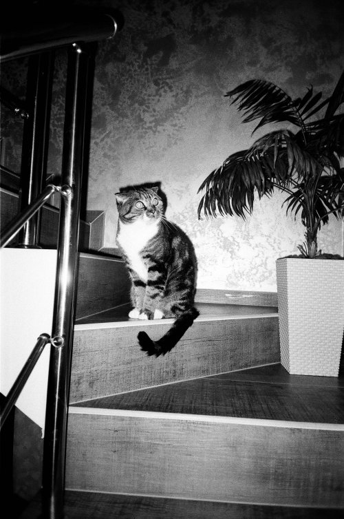 Ilford HP5 Plus 400
