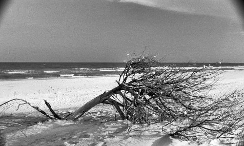 Wolfen NP100 Nikon F3HP